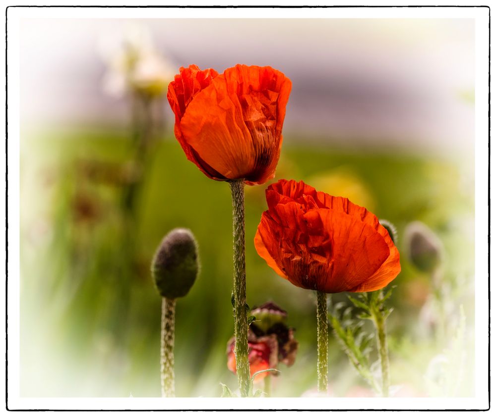 Mohnblume in meinem Garten Portfolio von Monika Arnold