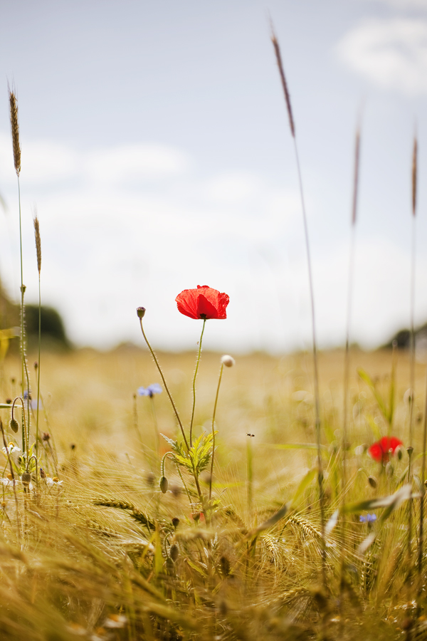 Mohnblume in Sicht