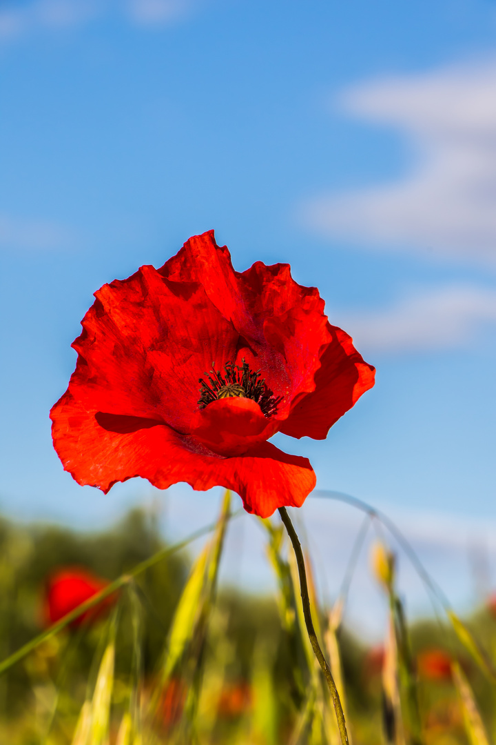 Mohnblume in Toskana