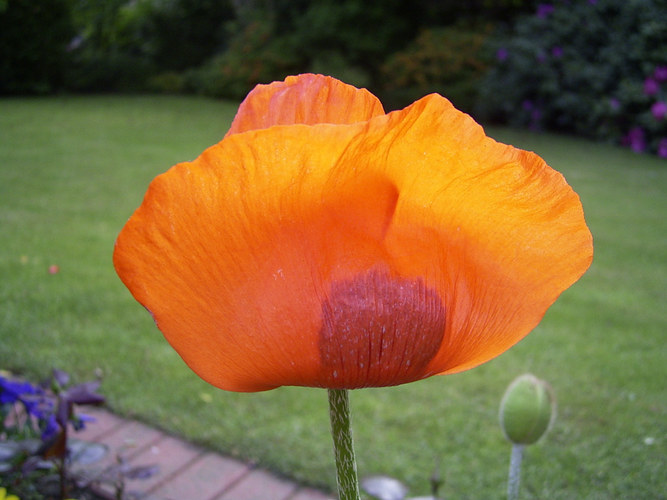 Mohnblume in unserem Garten