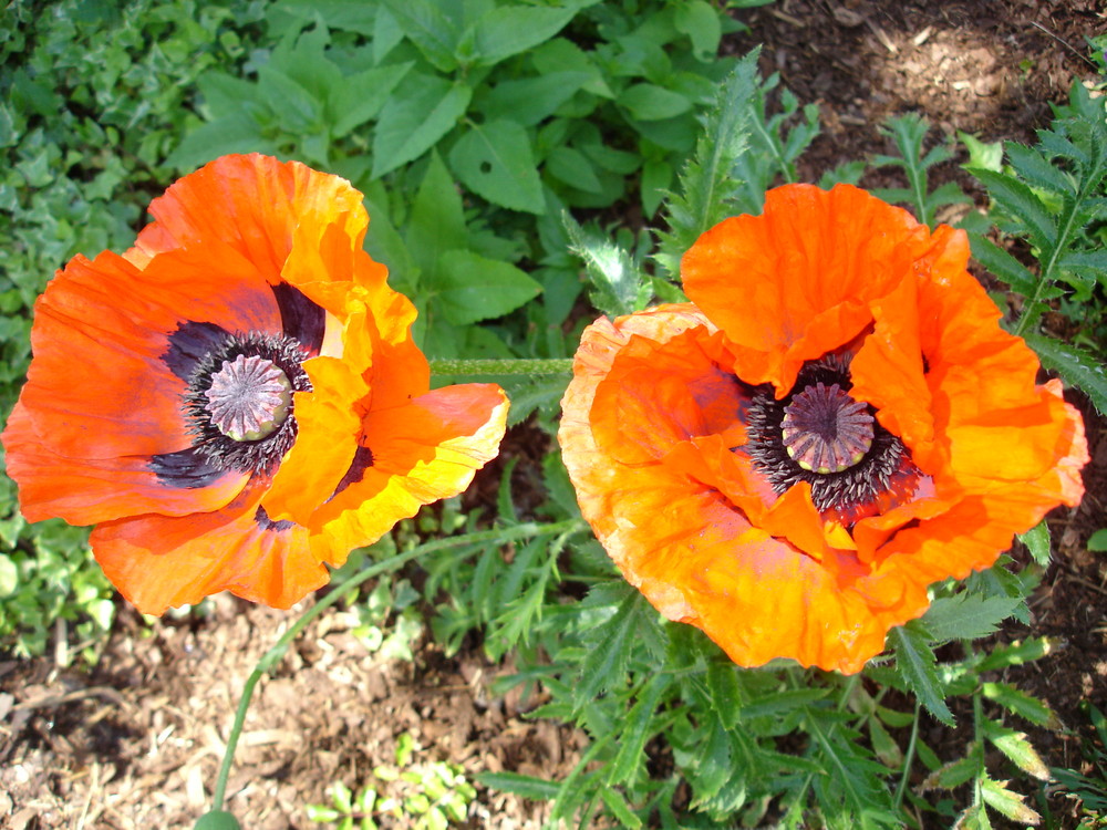 Mohnblume in voller Blüte