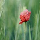 Mohnblume, Klatschmohn oder Papaver rhoeas.