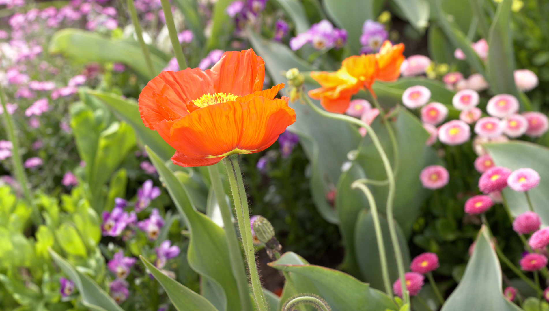 Mohnblume Macro-Panorama