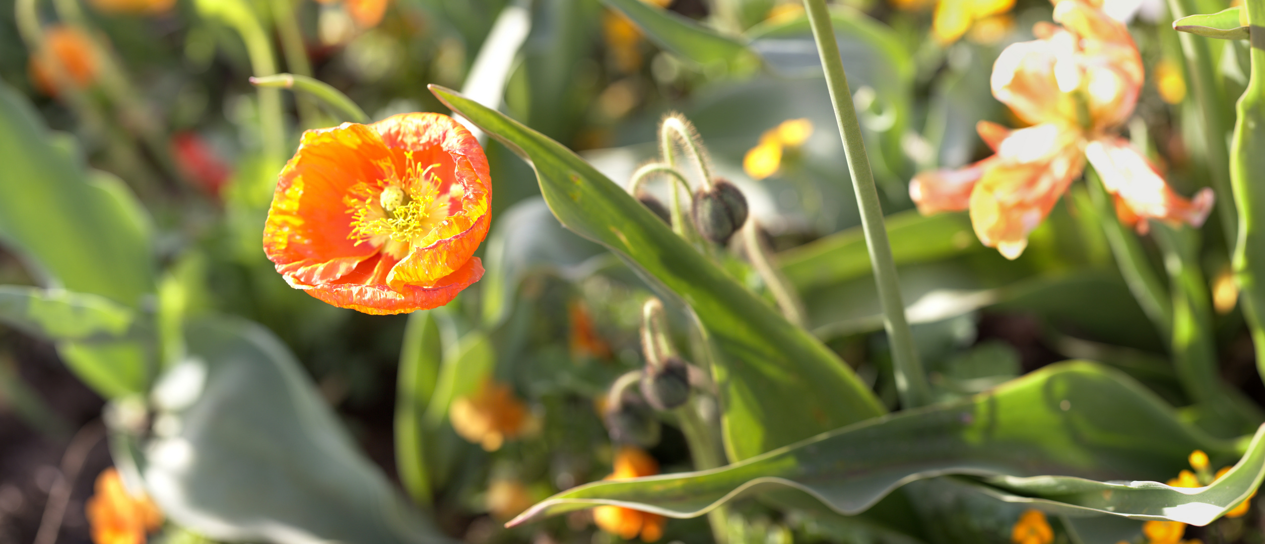 Mohnblume Macropanorama