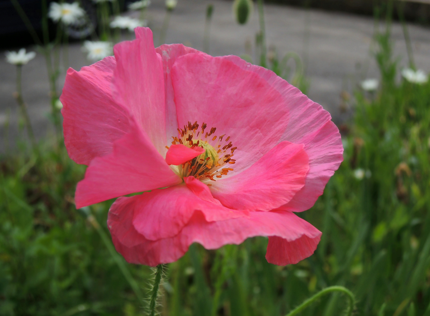 Mohnblume, mal ein kräftiges rosa...