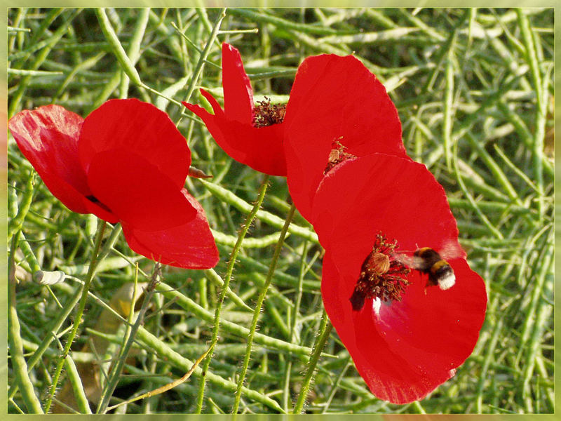 Mohnblume mit Anflug einer Hummel