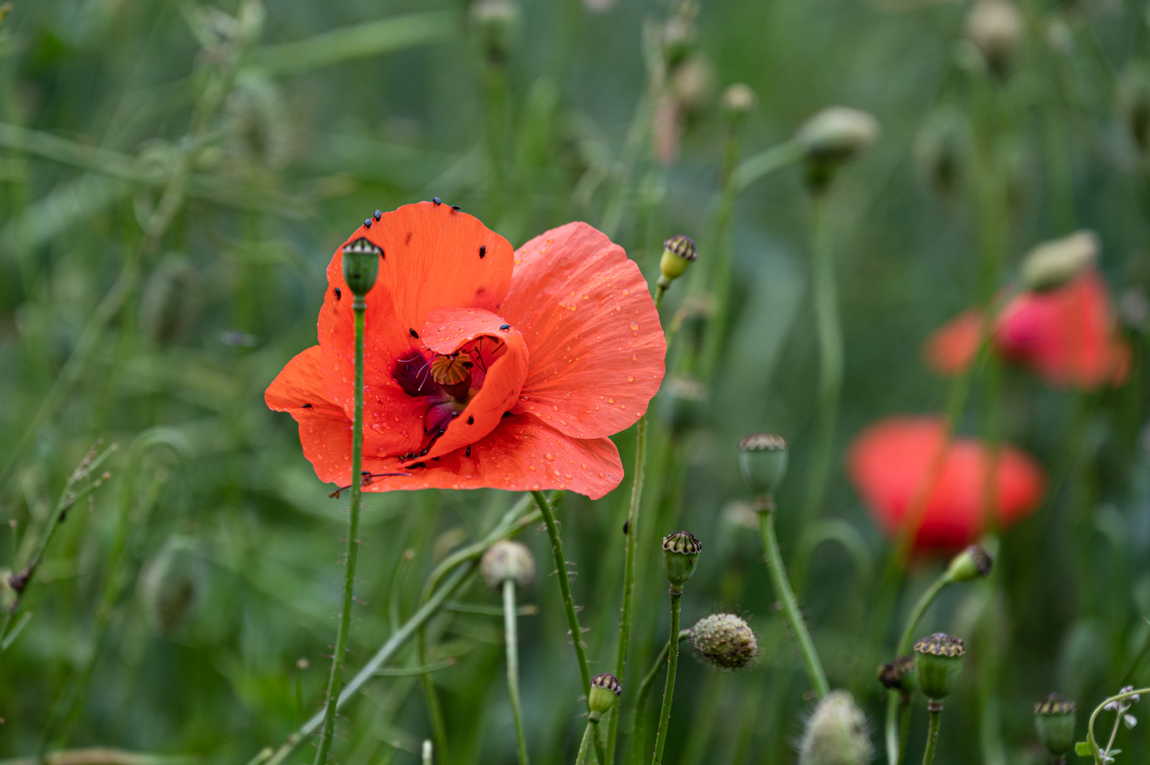 Mohnblume mit Belagerern