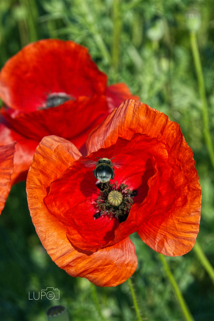 Mohnblume mit Besuch