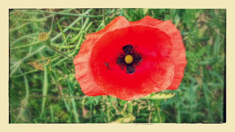 Mohnblume mit Besuch