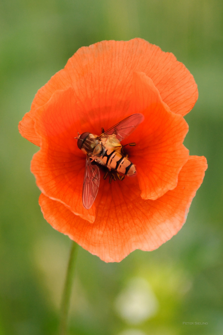 Mohnblume mit Besuch