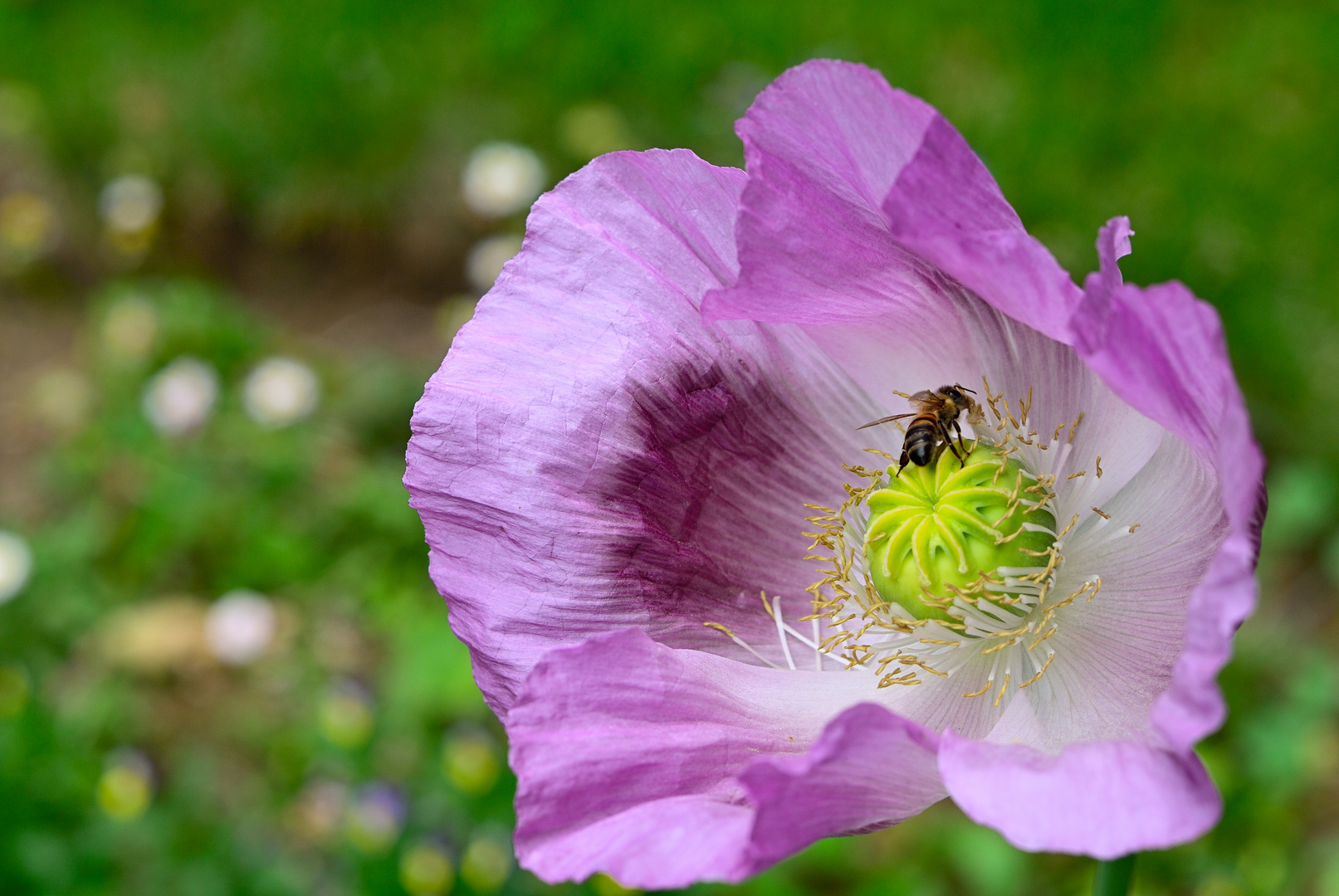 Mohnblume mit Besuch