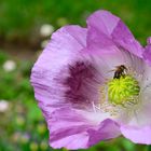 Mohnblume mit Besuch