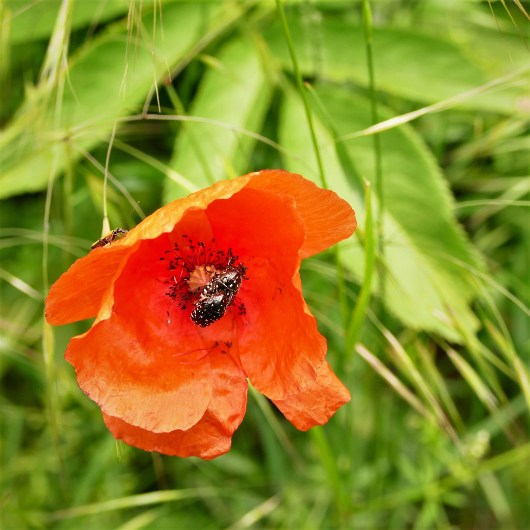 Mohnblume mit Besuch