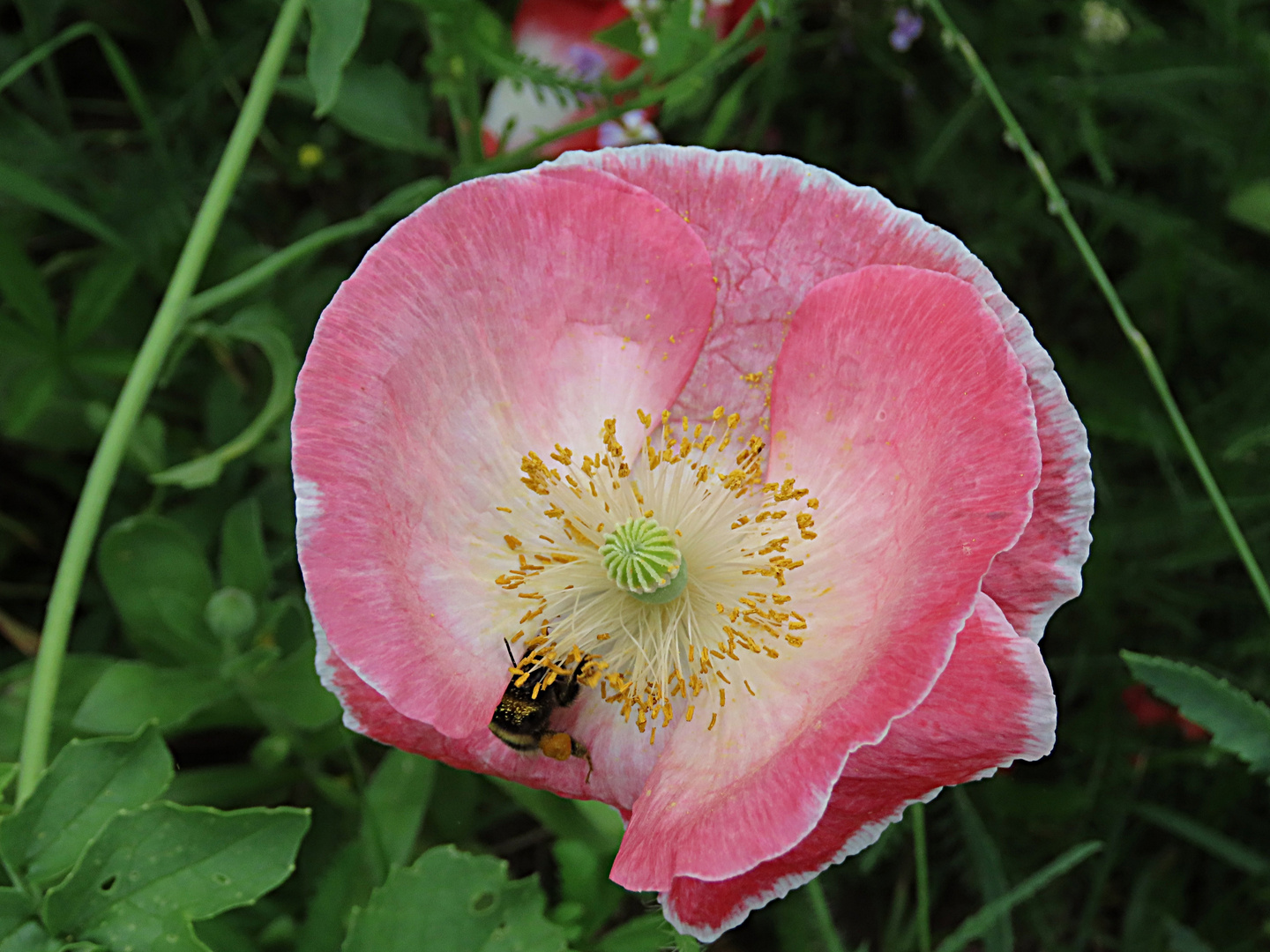 Mohnblume mit Besuch zum heutigen Thementag