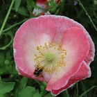 Mohnblume mit Besuch zum heutigen Thementag