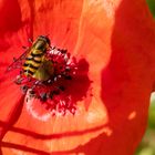 Mohnblume mit Besucher