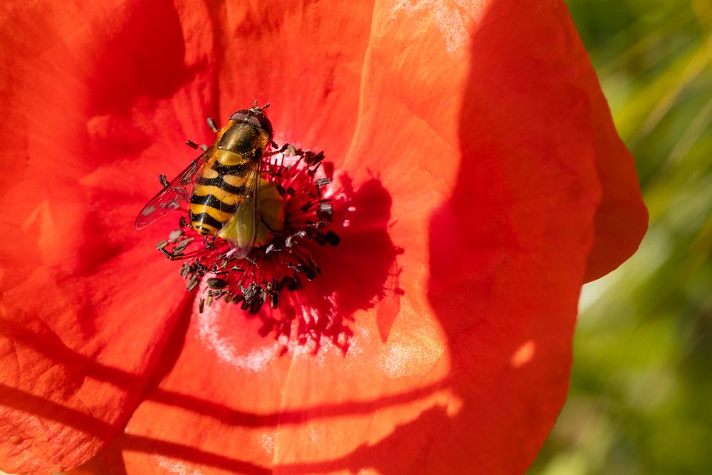 Mohnblume mit Besucher