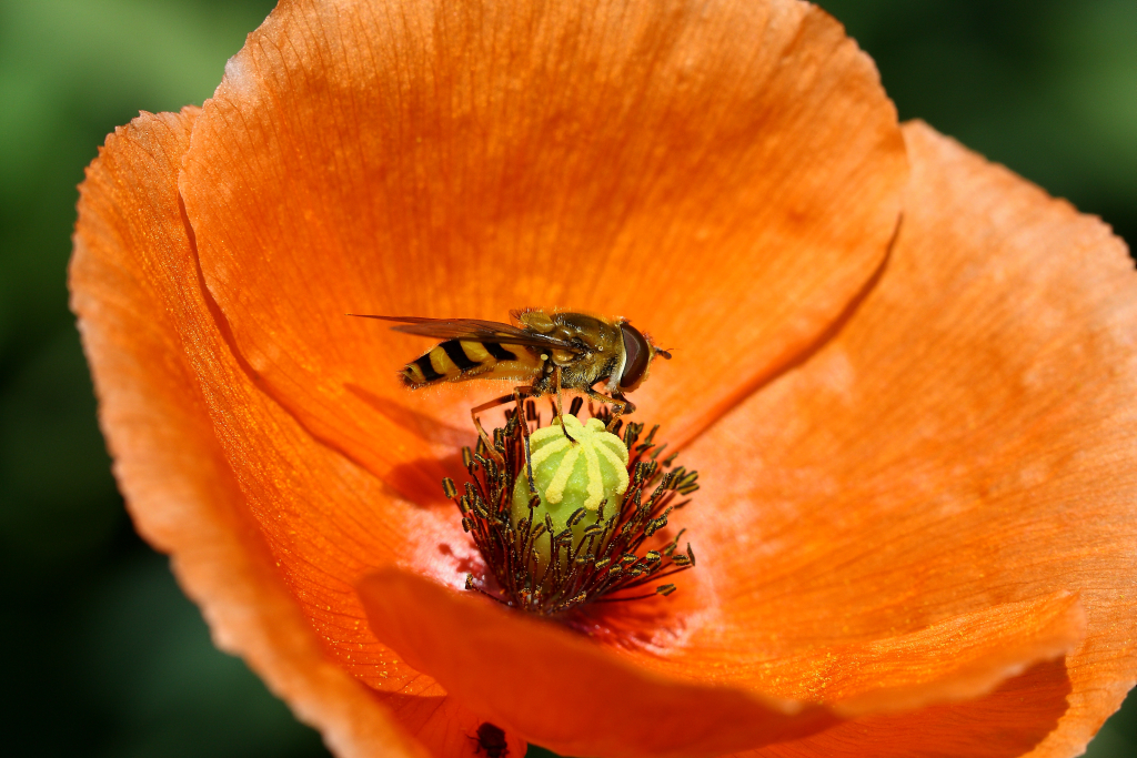 Mohnblume mit Besucher