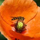 Mohnblume mit Besucher