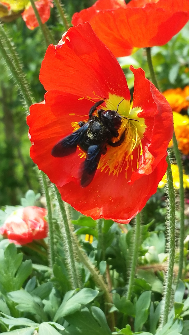 Mohnblume mit Besucher