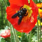 Mohnblume mit Besucher