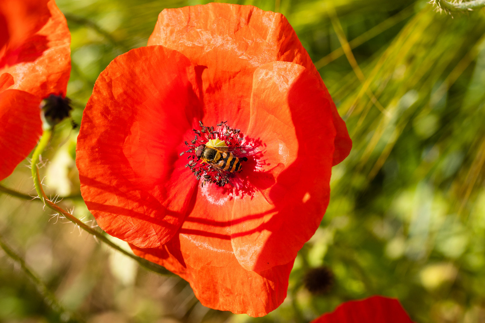 Mohnblume mit Besucher II