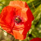 Mohnblume mit Besucher II