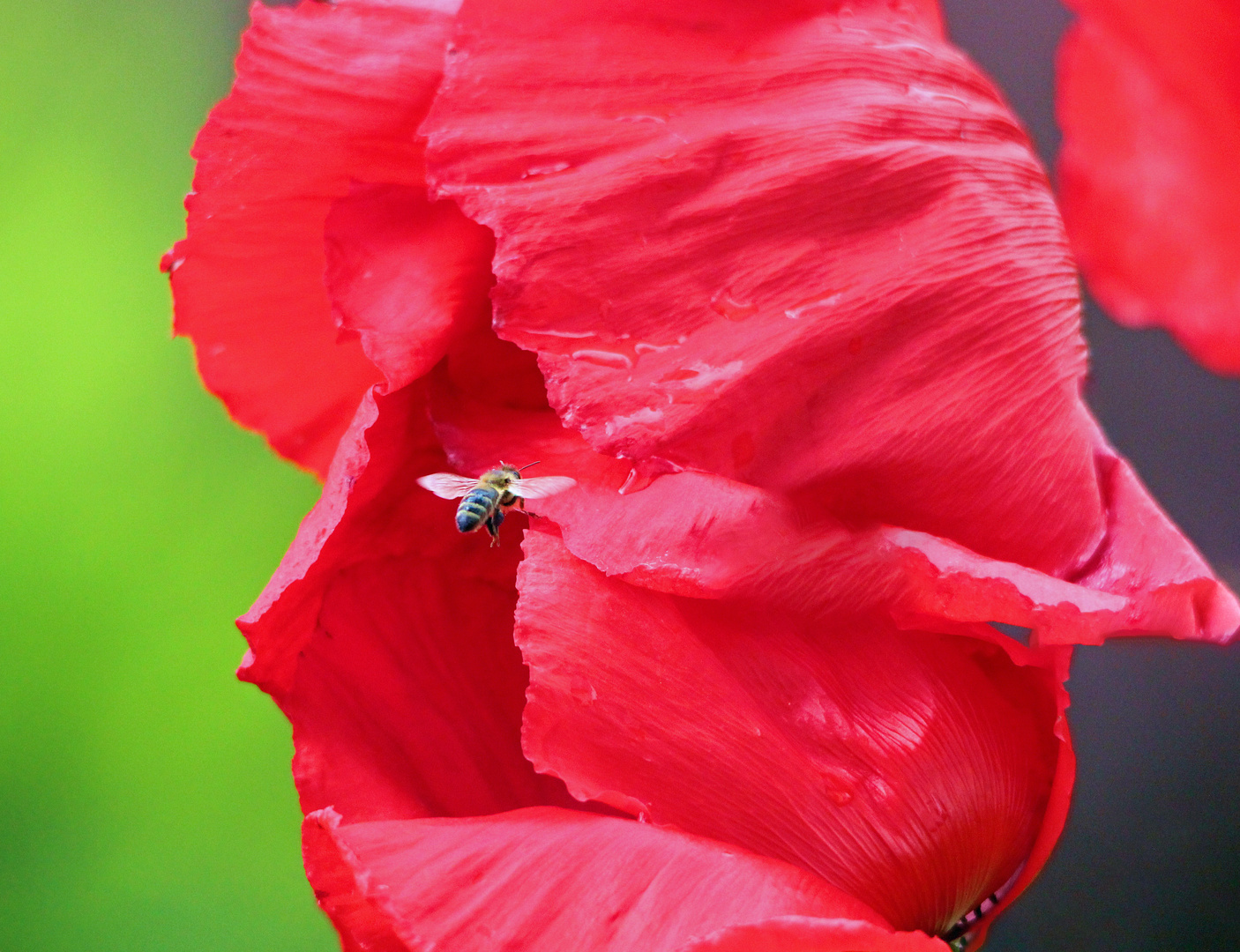 Mohnblume mit Biene