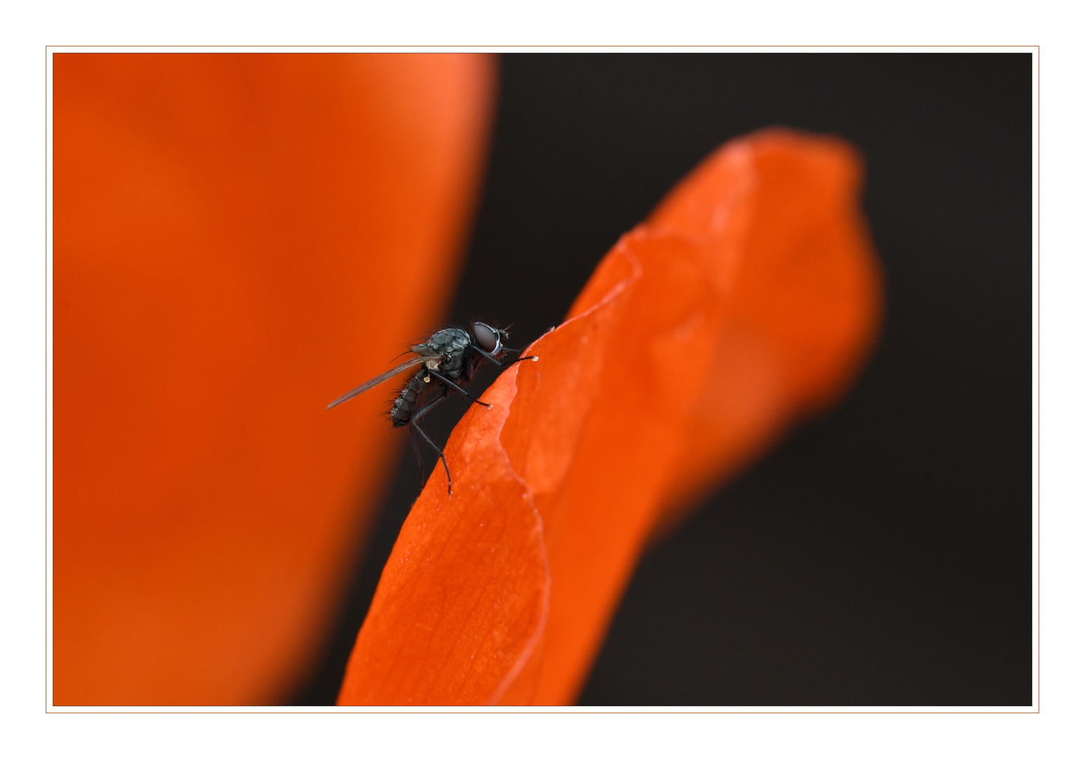 Mohnblume mit Fliege.