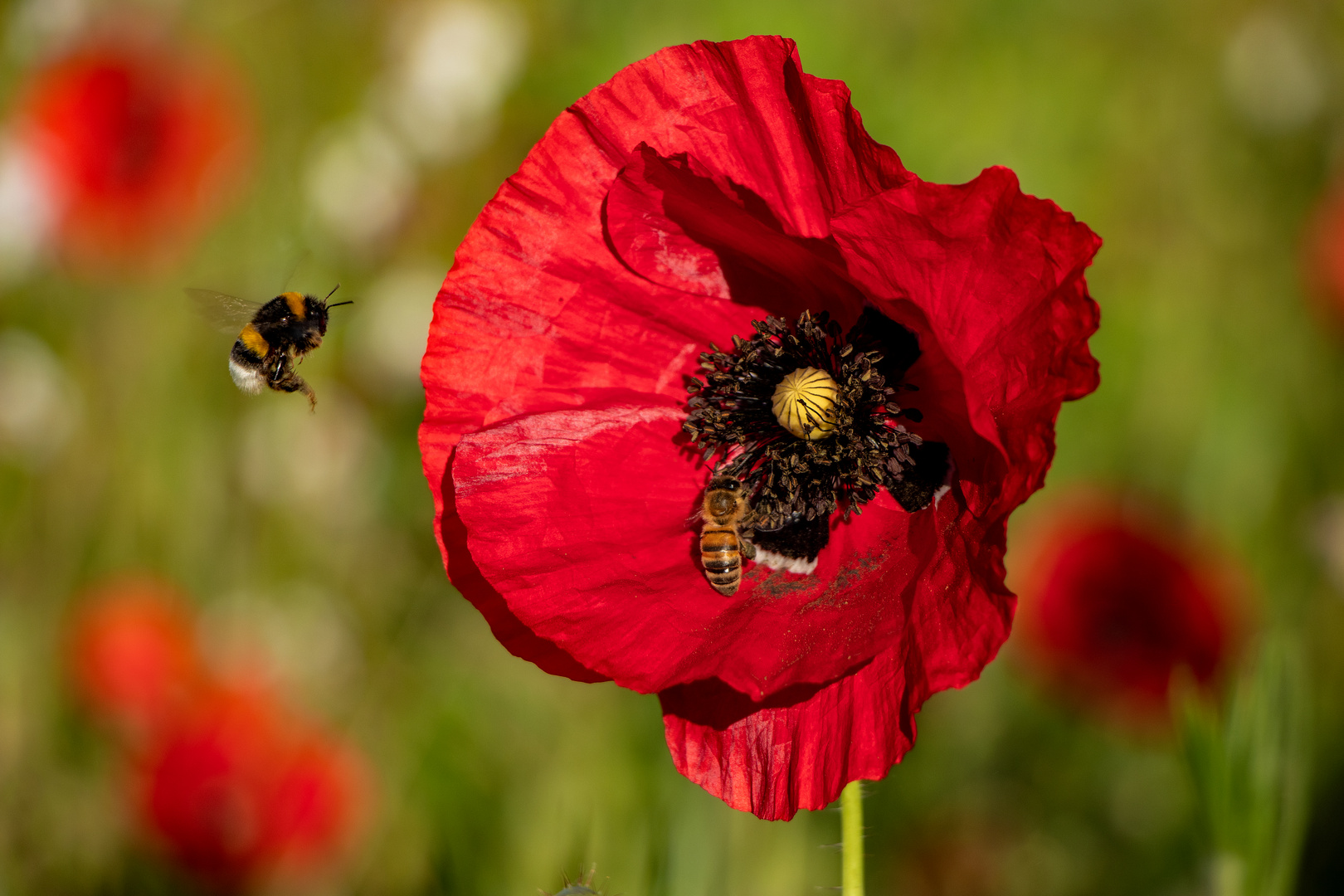 Mohnblume mit Flugverkehr