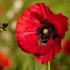 Mohnblume mit Flugverkehr