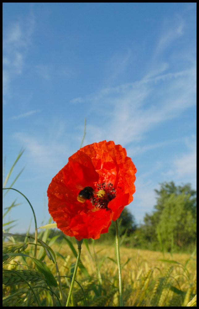 Mohnblume mit Hummel