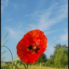 Mohnblume mit Hummel