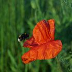 Mohnblume mit Hummel