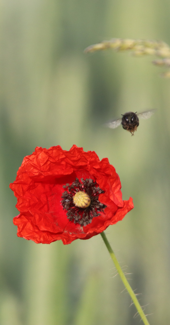 Mohnblume mit Hummel 