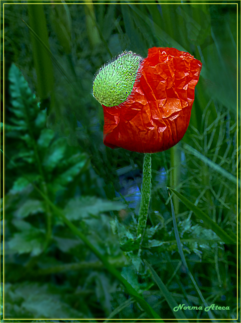 Mohnblume mit Kapsel .