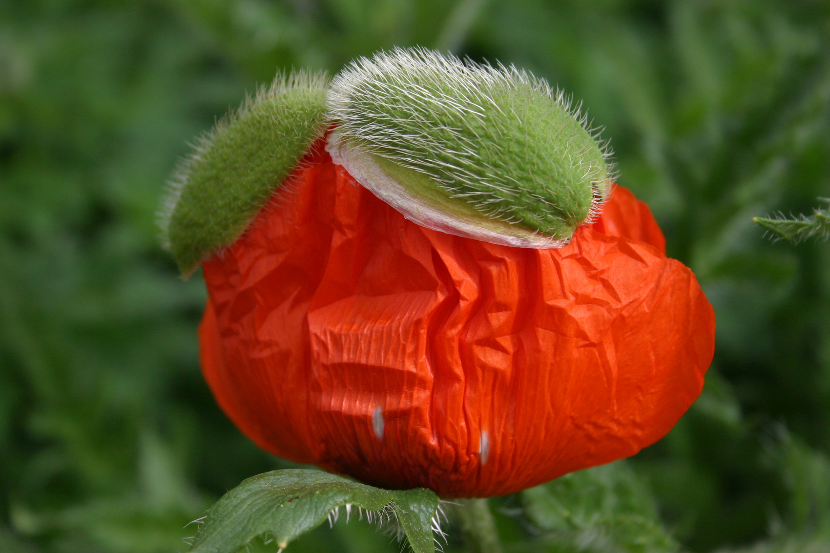 Mohnblume mit Mützchen