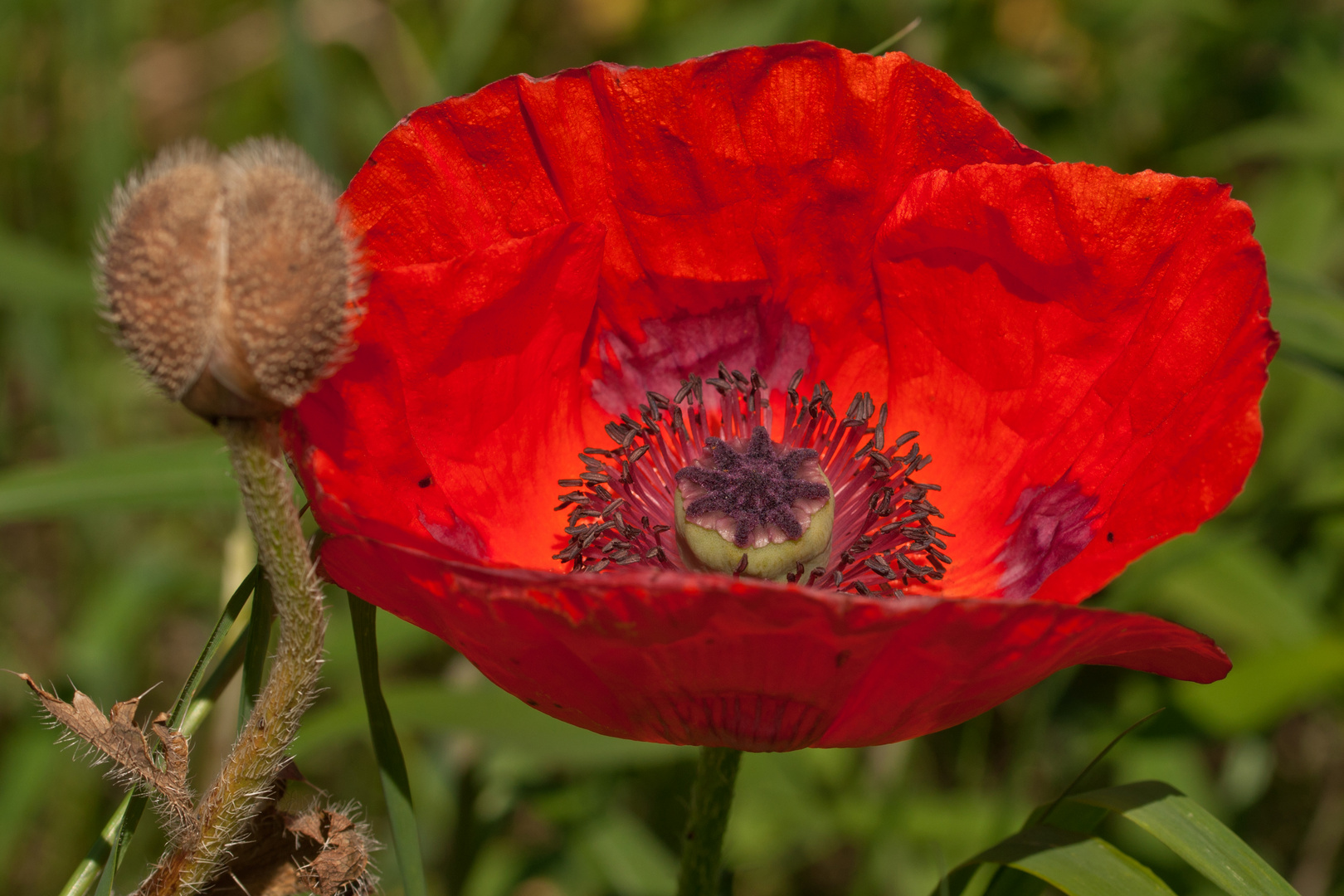 Mohnblume mit Nachwuchs