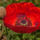 Mohnblume mit Nachwuchs