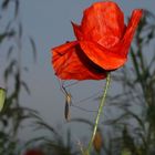 Mohnblume mit Schnake - oder: Schnake an Mohnblume