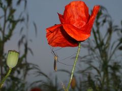 Mohnblume mit Schnake - oder: Schnake an Mohnblume