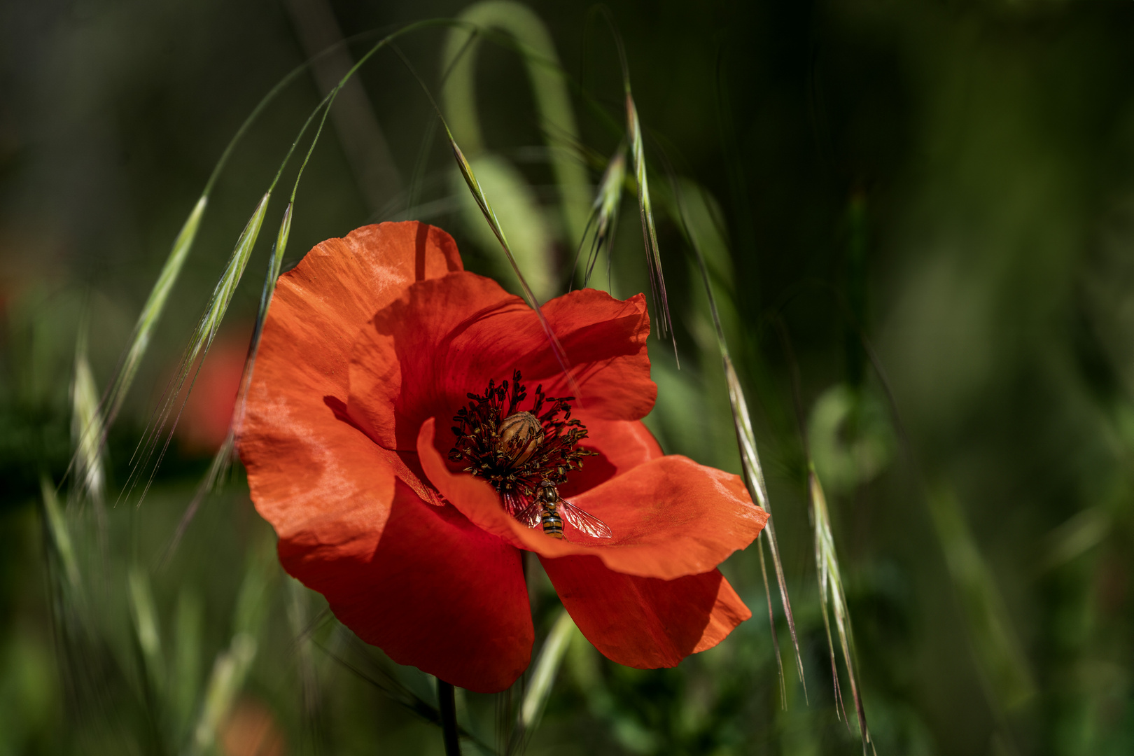 Mohnblume mit Schwebfliege