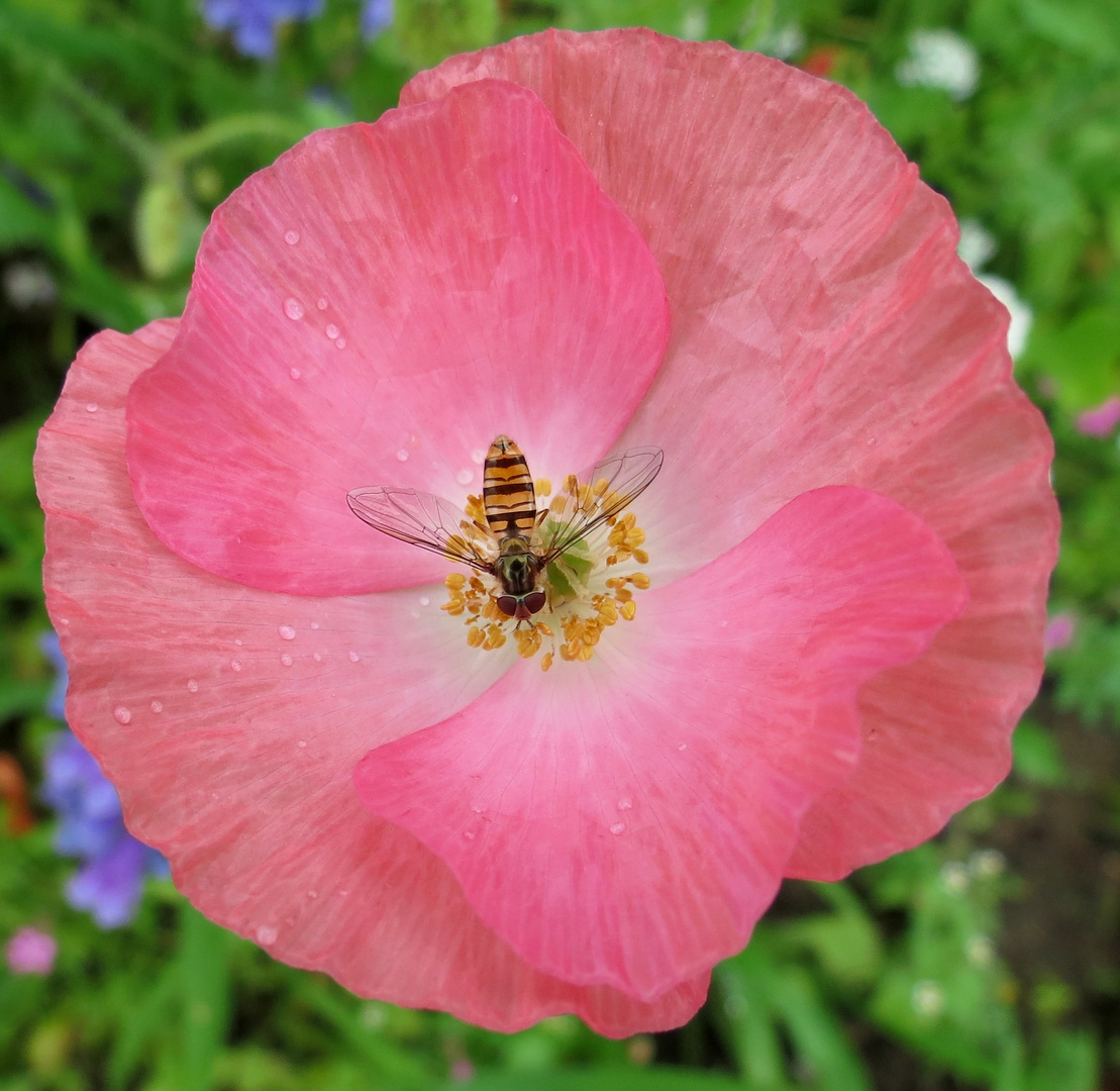 Mohnblume mit Schwebfliege