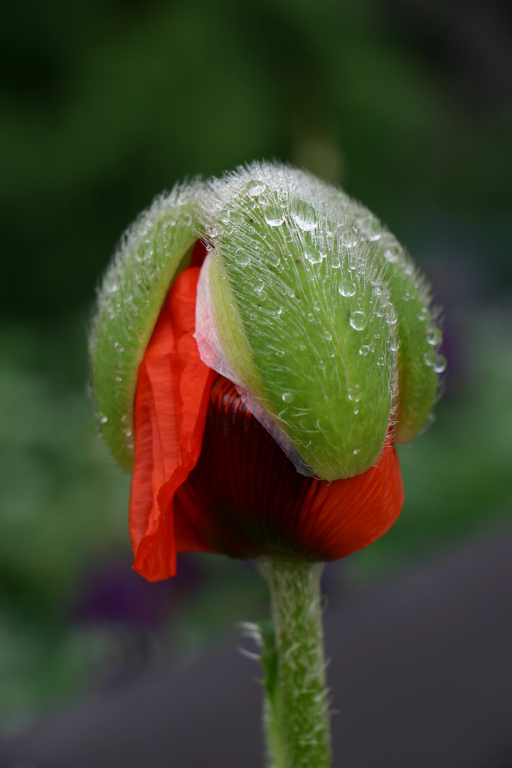 Mohnblume mit "Strickmütze"