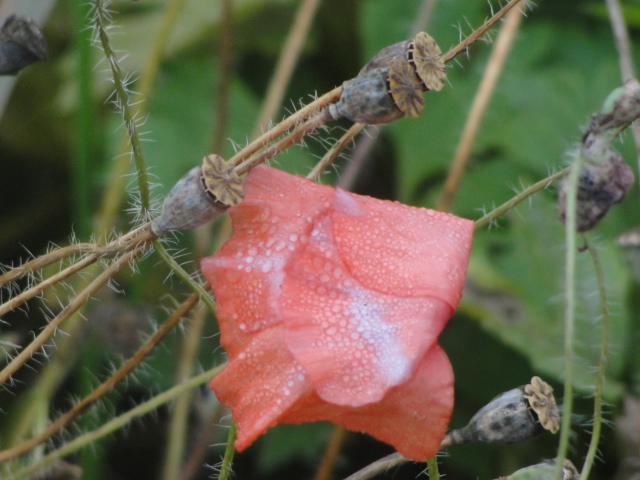 mohnblume mit tau