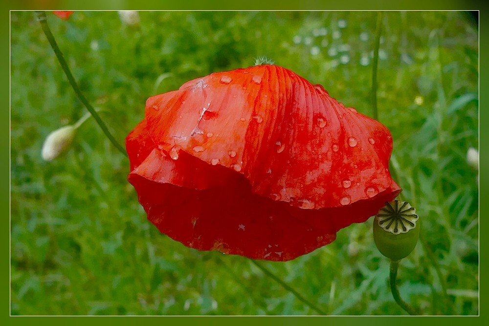 Mohnblume mit Tränen