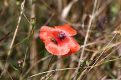 Mohnblume mit Wespe