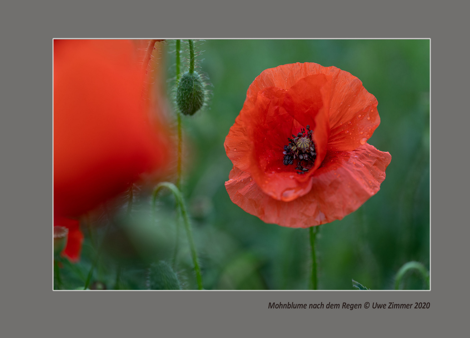 Mohnblume nach dem Regen