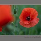 Mohnblume nach dem Regen