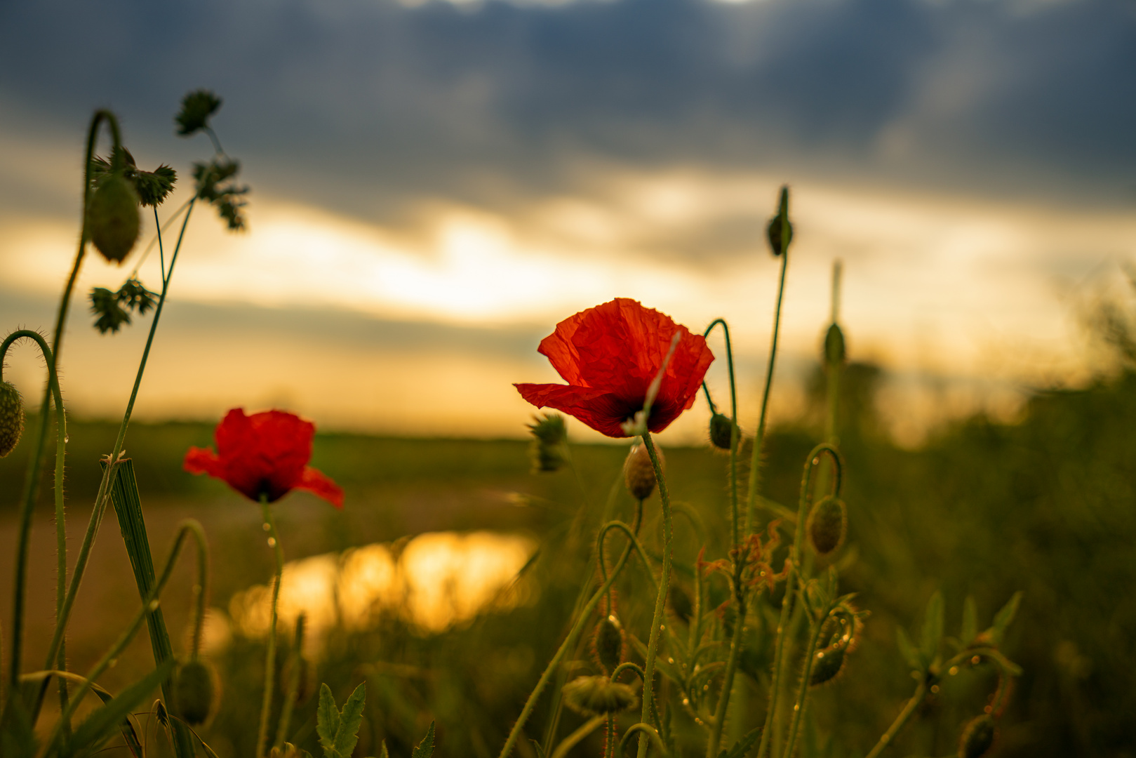 Mohnblume nach Gewitter und bei Sonnenaufgang